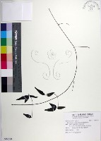 臺灣鐵線蓮藏品圖，第1張