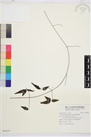 臺灣鐵線蓮藏品圖，第2張