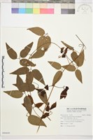 麥氏鐵線蓮藏品圖，第2張