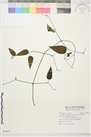 柱果鐵線蓮藏品圖，第2張