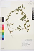 串鼻龍藏品圖，第1張