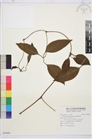 厚葉鐵線蓮藏品圖，第1張