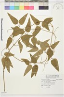 麥氏鐵線蓮藏品圖，第2張