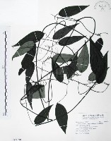 柱果鐵線蓮藏品圖，第1張