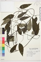 柱果鐵線蓮藏品圖，第2張