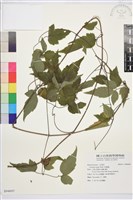 串鼻龍藏品圖，第1張