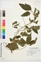 銹毛鐵線蓮藏品圖，第1張