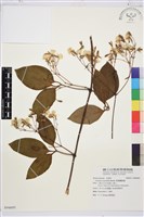 厚葉鐵線蓮藏品圖，第1張