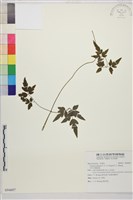 田村氏鐵線蓮藏品圖，第1張