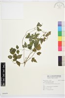 串鼻龍藏品圖，第1張