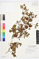 屏東鐵線蓮藏品圖，第1張