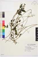 串鼻龍藏品圖，第1張