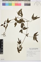 臺灣鐵線蓮藏品圖，第2張