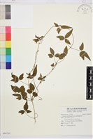 臺灣鐵線蓮藏品圖，第2張