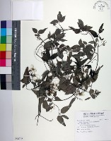 臺灣鐵線蓮藏品圖，第1張