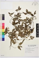 臺灣鐵線蓮藏品圖，第2張