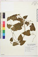 田代氏鐵線蓮藏品圖，第1張