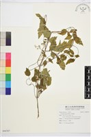 串鼻龍藏品圖，第1張