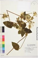 銹毛鐵線蓮藏品圖，第1張