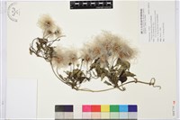 屏東鐵線蓮藏品圖，第1張