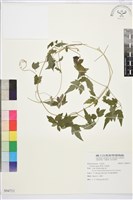 串鼻龍藏品圖，第1張