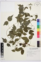 臺灣鐵線蓮藏品圖，第2張