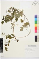 串鼻龍藏品圖，第1張