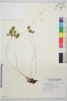 傅氏唐松草藏品圖，第1張