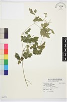 串鼻龍藏品圖，第1張