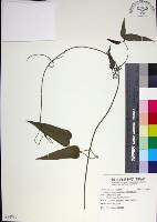 麥氏鐵線蓮藏品圖，第1張