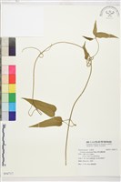 麥氏鐵線蓮藏品圖，第2張