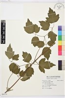 串鼻龍藏品圖，第1張