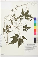 繡球藤藏品圖，第1張