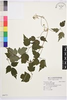 串鼻龍藏品圖，第1張