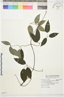 柱果鐵線蓮藏品圖，第2張