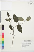 柱果鐵線蓮藏品圖，第2張