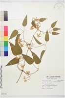 柱果鐵線蓮藏品圖，第2張