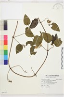 麥氏鐵線蓮藏品圖，第2張