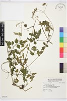 串鼻龍藏品圖，第1張