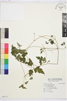 串鼻龍藏品圖，第1張