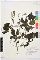 串鼻龍藏品圖，第1張