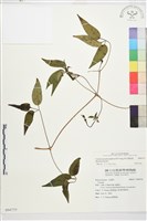 華中鐵線蓮藏品圖，第2張