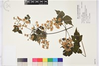 串鼻龍藏品圖，第1張