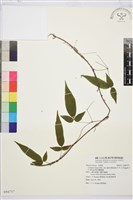 森氏鐵線蓮藏品圖，第2張