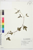 繡球藤藏品圖，第1張