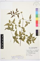 梨山小蓑衣藤藏品圖，第1張