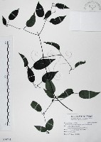 柱果鐵線蓮藏品圖，第1張