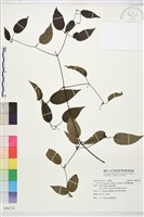 柱果鐵線蓮藏品圖，第2張