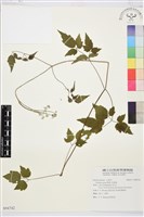 串鼻龍藏品圖，第1張