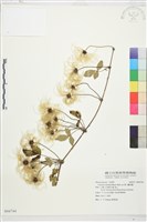 繡球藤藏品圖，第1張